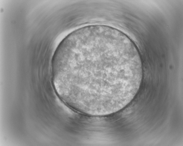 X0000088161527200706051038