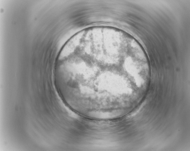 X0000088161533200706051039