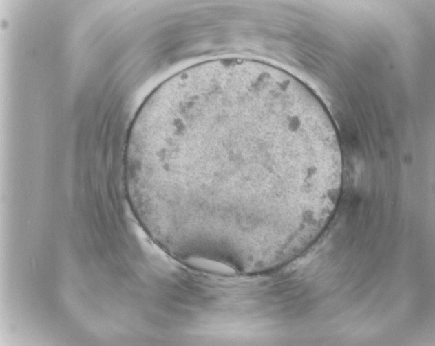 X0000088161534200706051039