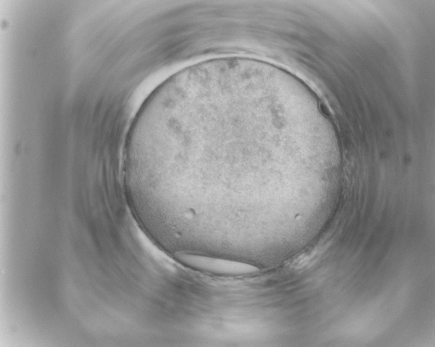 X0000088161535200706051039