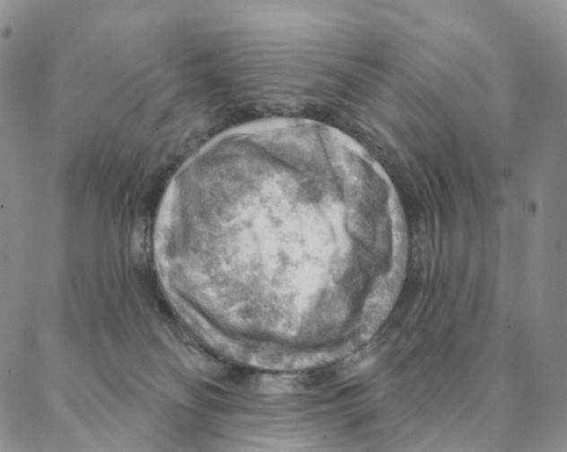X0000088160134200706121610
