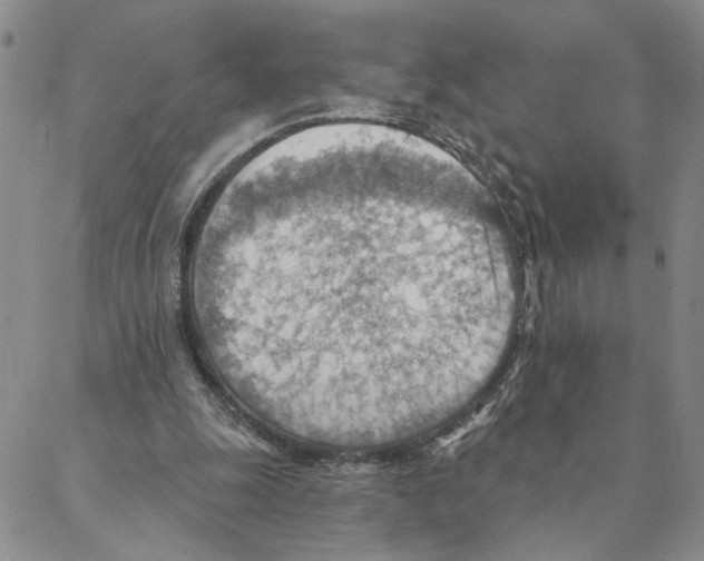 X0000088160247200706121608