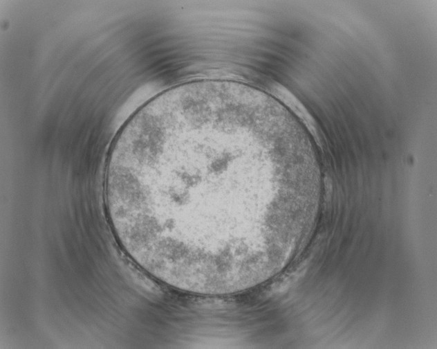 X0000088161002200706121556