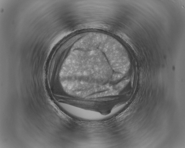 X0000088161024200706121556