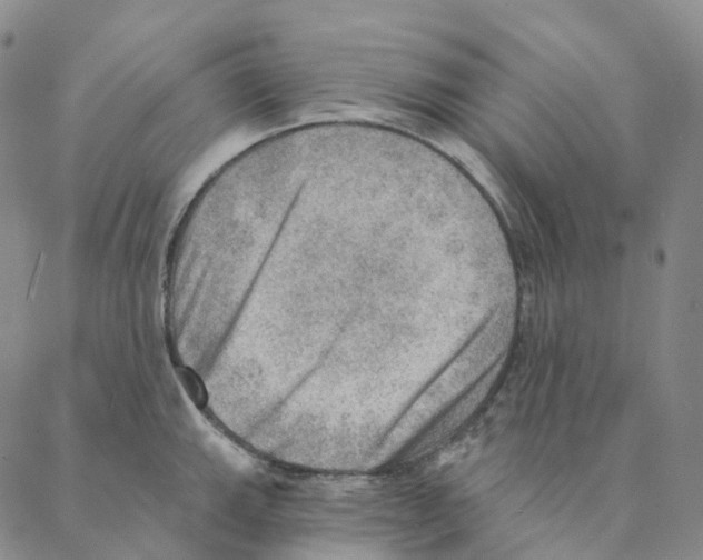 X0000088161143200706121555