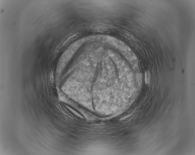 X0000088161155200706121554