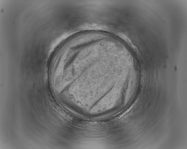 X0000088161167200706121554