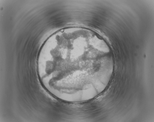 X0000088161239200706121553