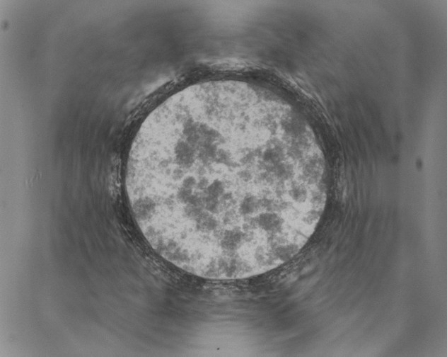 X0000088161301200706121551