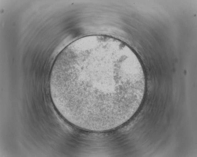 X0000088161521200706121548