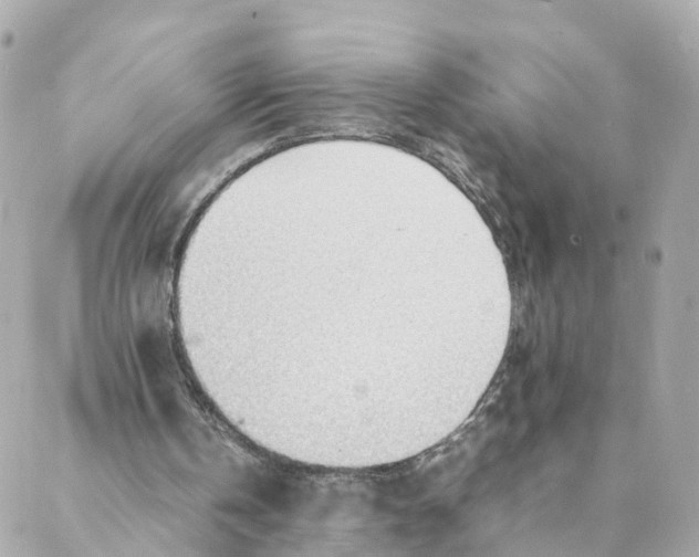 X0000088170146200706051125