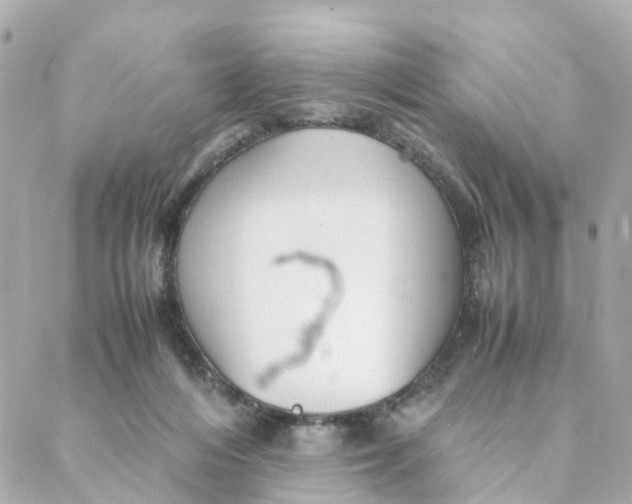 X0000088170216200706051125