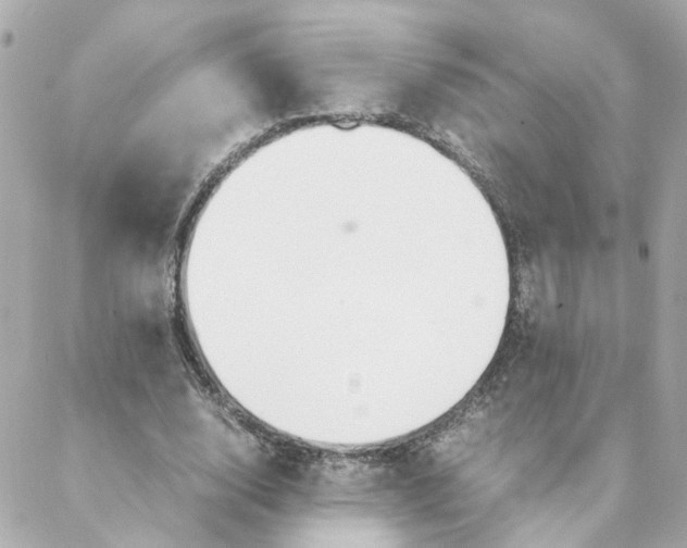 X0000088170632200706051117