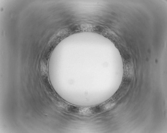 X0000088170705200706051117