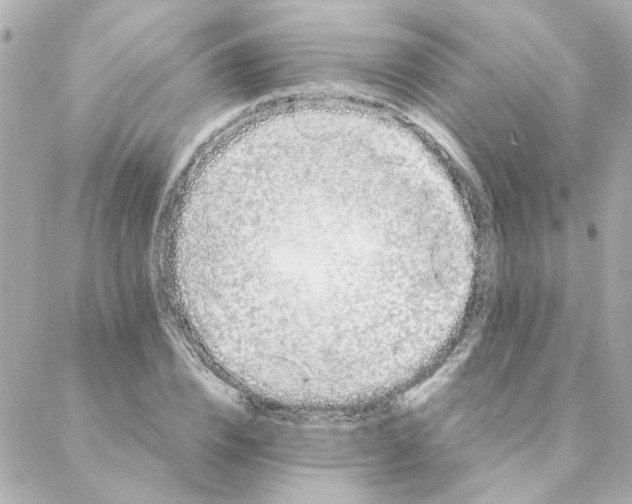 X0000088170832200706051114