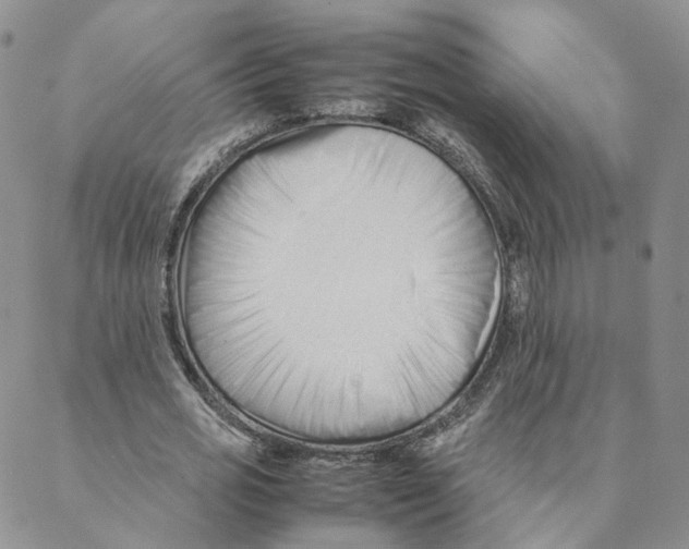 X0000088170725200706121625