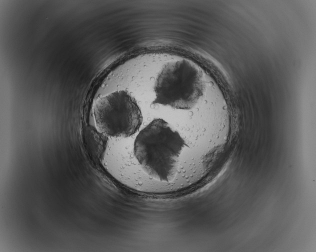 X0000088180921200705150936