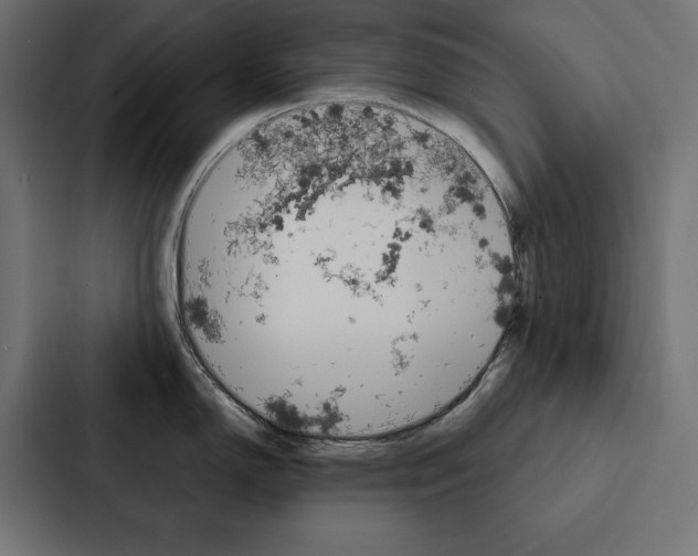 X0000088181150200705150934