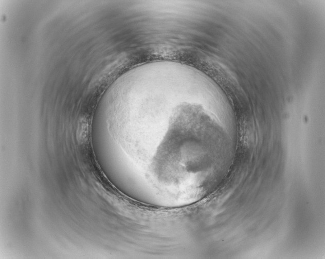 X0000088180036200705151226