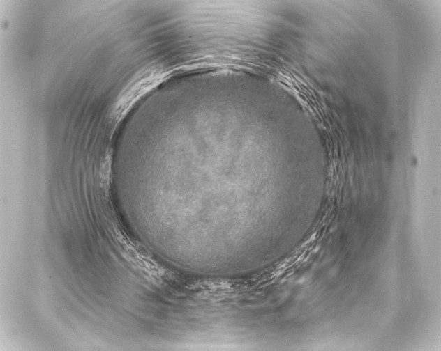 X0000088180194200705151223