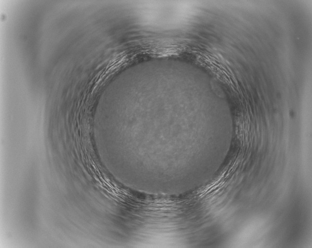 X0000088181393200705151203