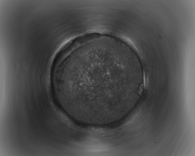 X0000088180531200705221644