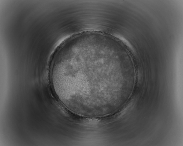 X0000088180878200705221640