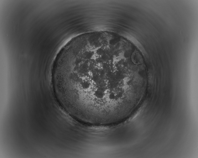 X0000088181023200705221638