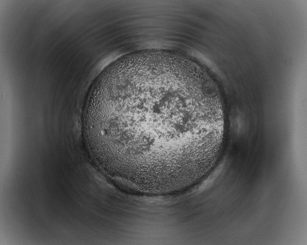 X0000088181025200705221638