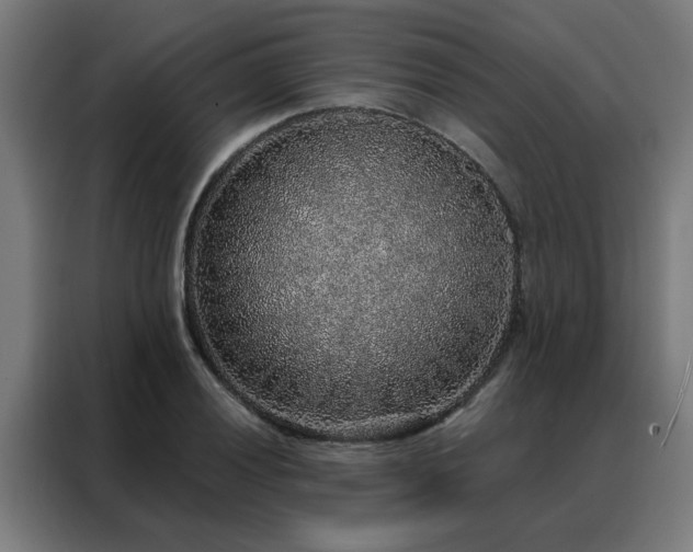 X0000088181028200705221638