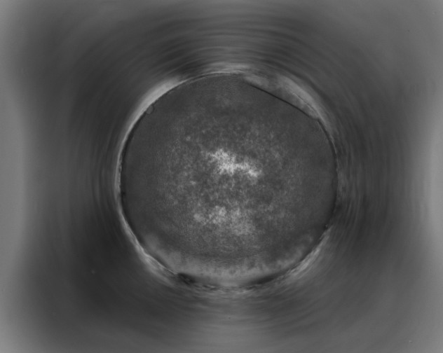 X0000088181050200705221638