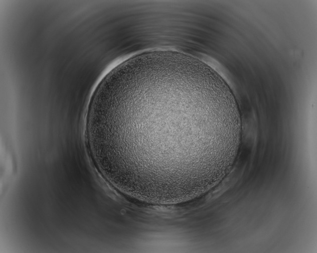 X0000088181052200705221638