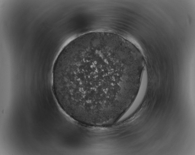 X0000088181095200705221637
