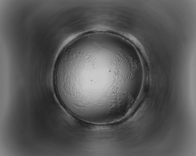X0000088181183200705221636