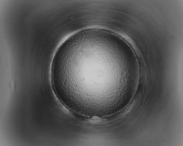 X0000088181199200705221636