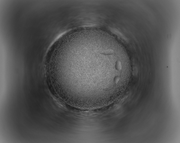 X0000088181208200705221635