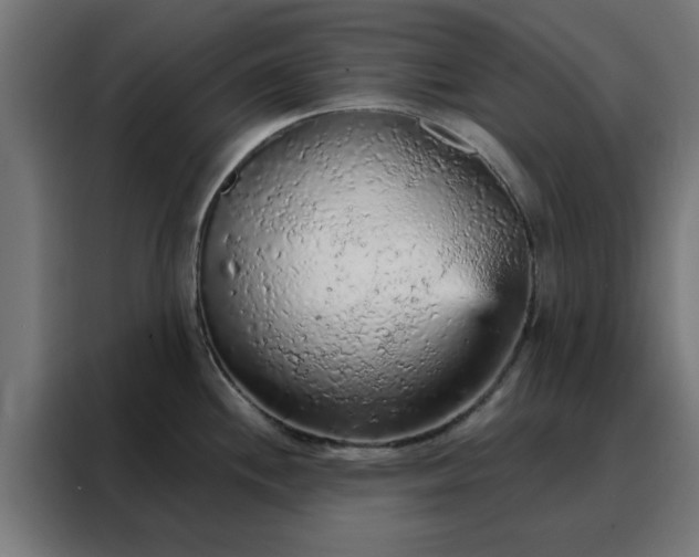 X0000088181244200705221636