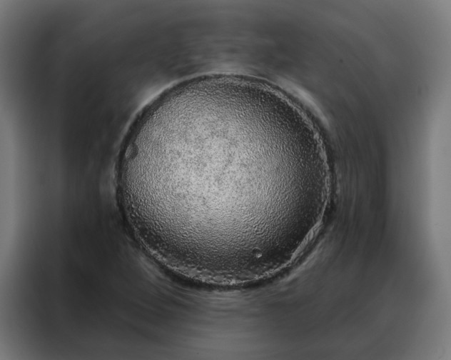 X0000088181264200705221635
