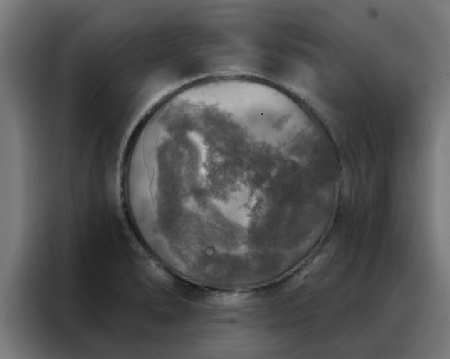 X0000088181278200705221635