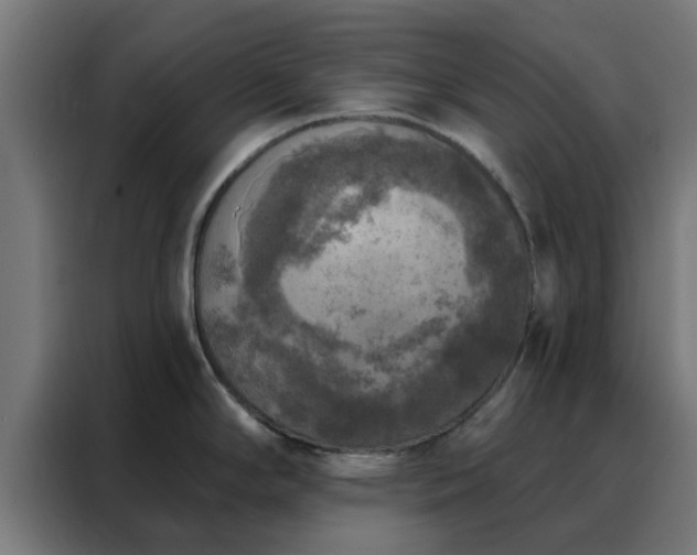 X0000088181294200705221634