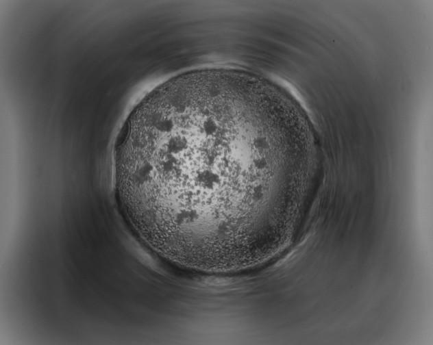 X0000088181371200705221633