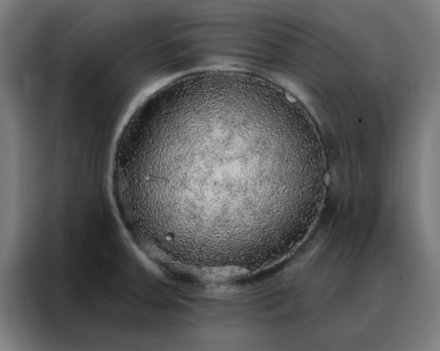 X0000088181379200705221633