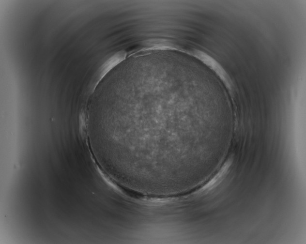 X0000088181385200705221633