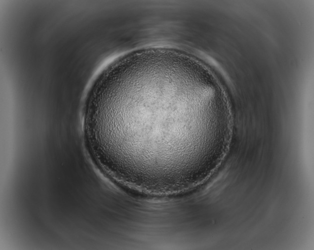 X0000088181416200705221633