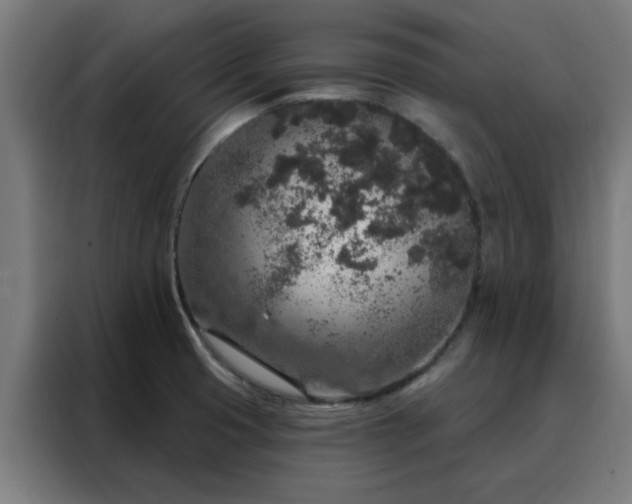 X0000088181425200705221633