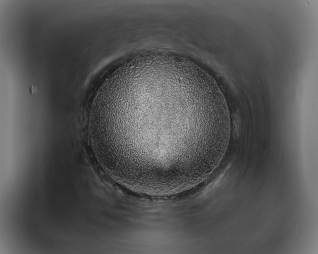 X0000088181494200705221631
