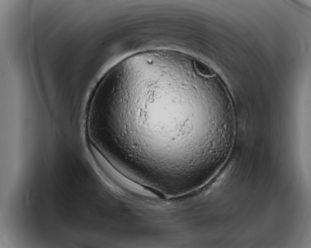 X0000088181525200705221632
