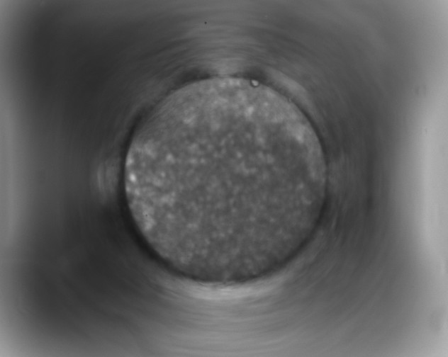 X0000088180018200705292001