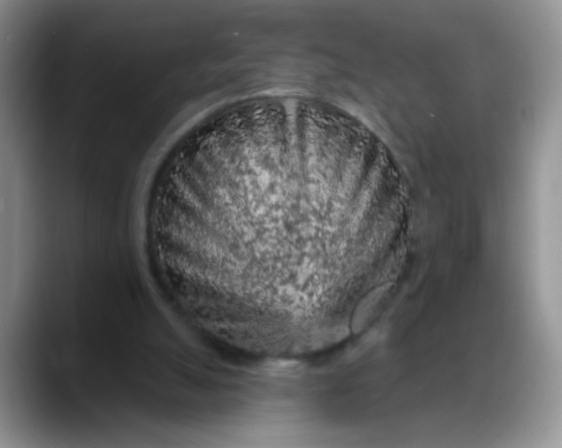 X0000088180055200705292000