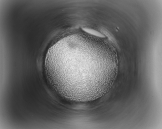 X0000088180058200705292000